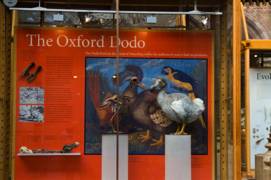 "Oxford Pitt Rivers Museum"